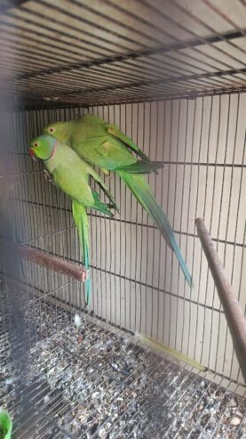 Ringneck breeder pair