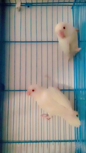 Albino red ayes pair for sale mashallah full active