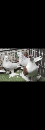 Lahori Sherazi silver and red pigeon