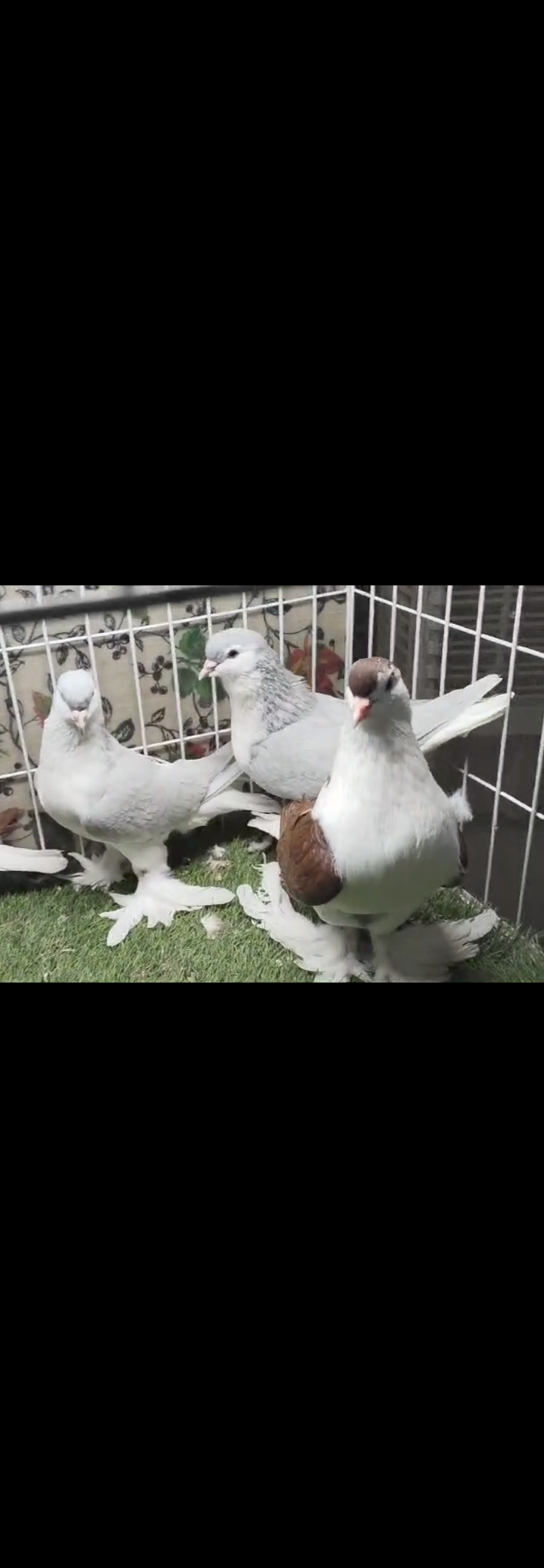 Lahori Sherazi silver and red pigeon