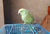 Green parrot