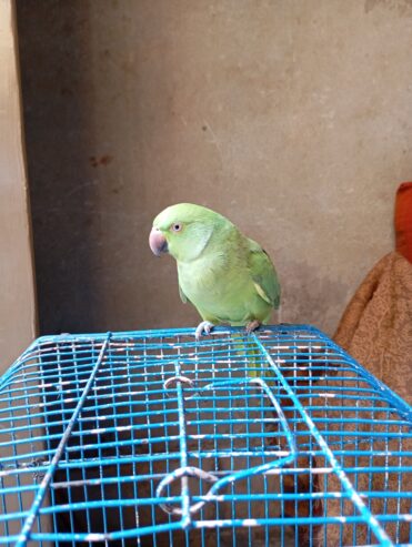 Green parrot