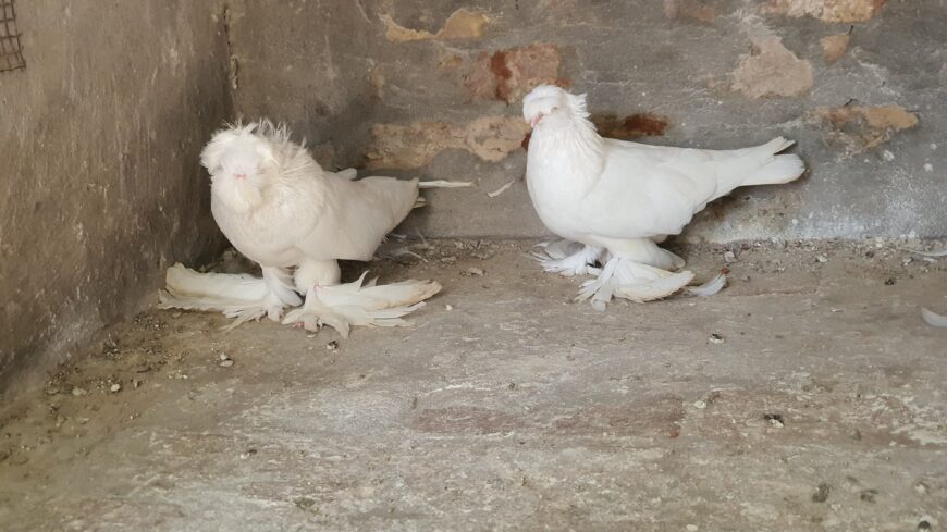 Bukhara pigeon