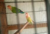 Lotion and colour love birds breeder pair for sale