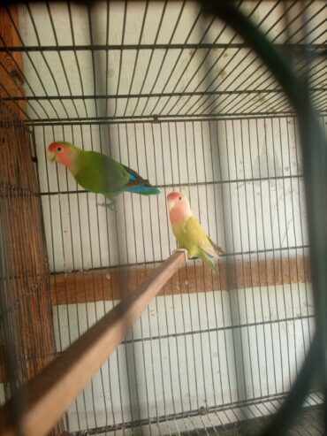 Lotion and colour love birds breeder pair for sale