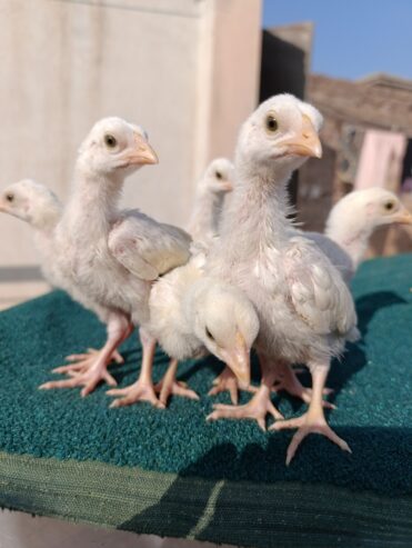 Heera Aseel Chicks