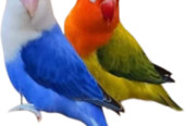 Albino, green, blue and parblue Opline love birds available