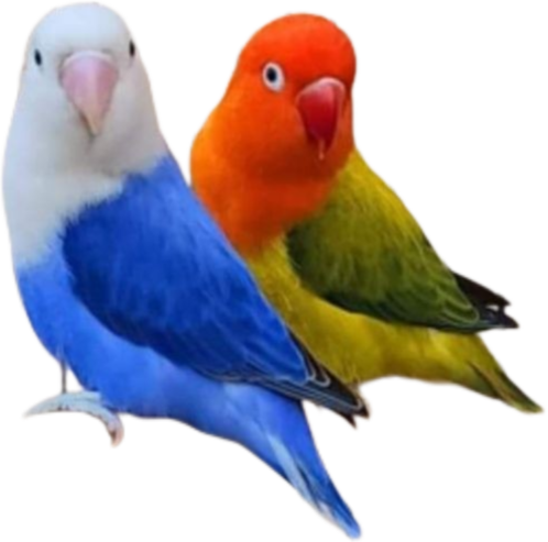 Albino, green, blue and parblue Opline love birds available