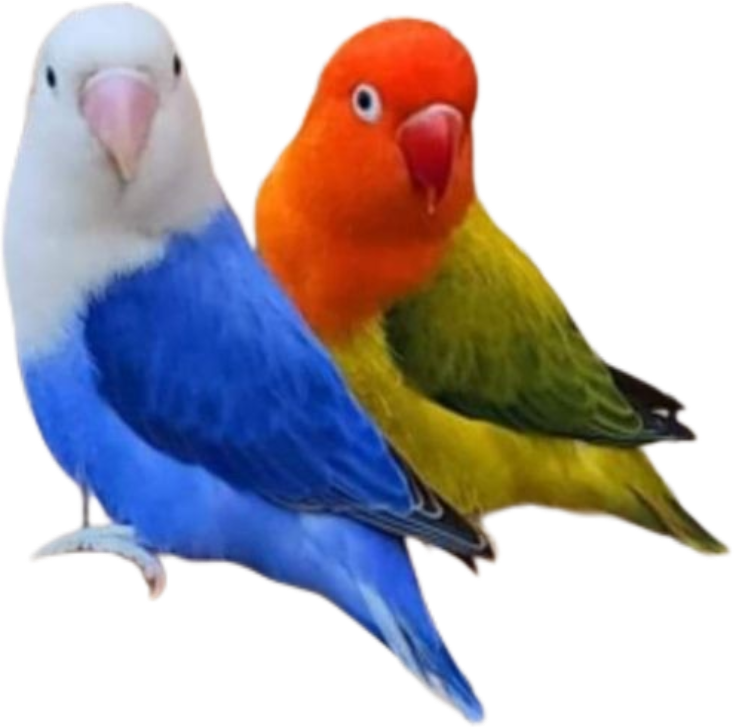 Albino, green, blue and parblue Opline love birds available