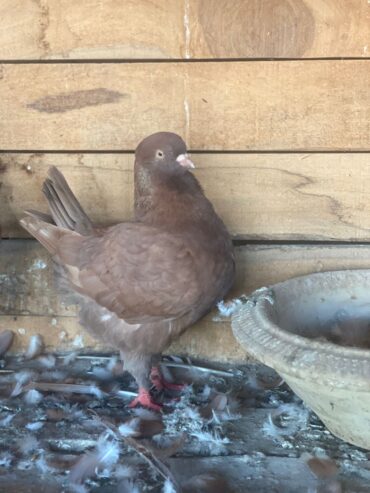 Pigeon Mutina king pair Healthy and active All ok ha