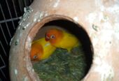 Lotino pasnata split red eye breeder pair for sale