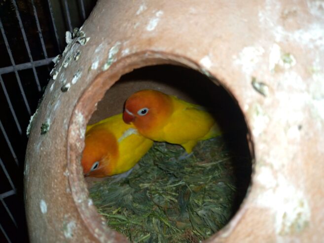 Lotino pasnata split red eye breeder pair for sale