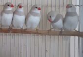 Albino shaftail,albino cut throat,silver diamimond firetail