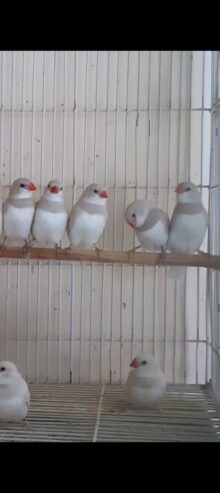 Albino shaftail,albino cut throat,silver diamimond firetail