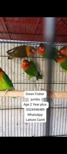 Green Fisher Lovebirds breeder pair