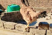 Aseel hen egg laying 3 eggs collect