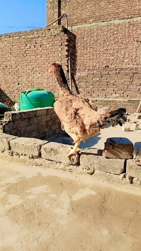 Aseel hen egg laying 3 eggs collect