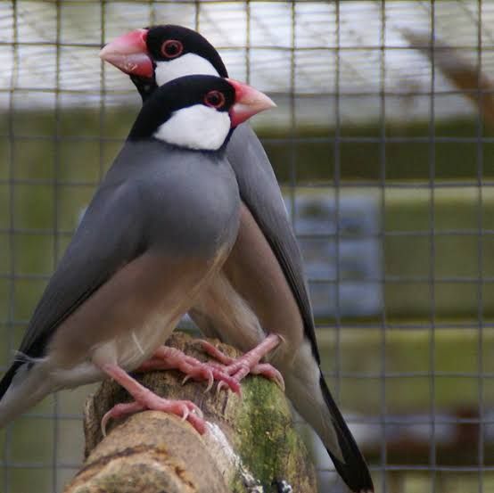 Java finch good condition
