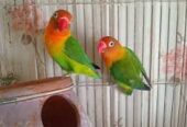 Love bird breeder pair