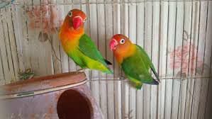 Love bird breeder pair