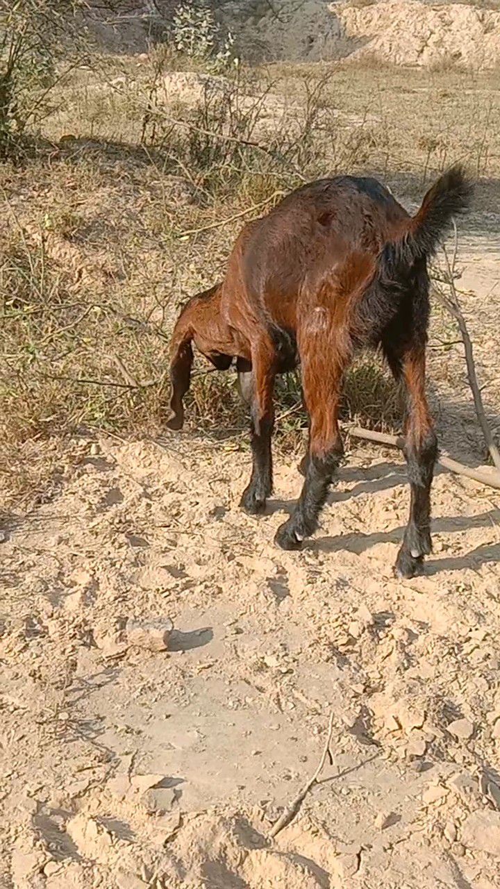2 path bakri for sale nagra cross