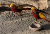 Red golden pheasant