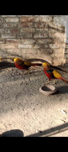 Red golden pheasant