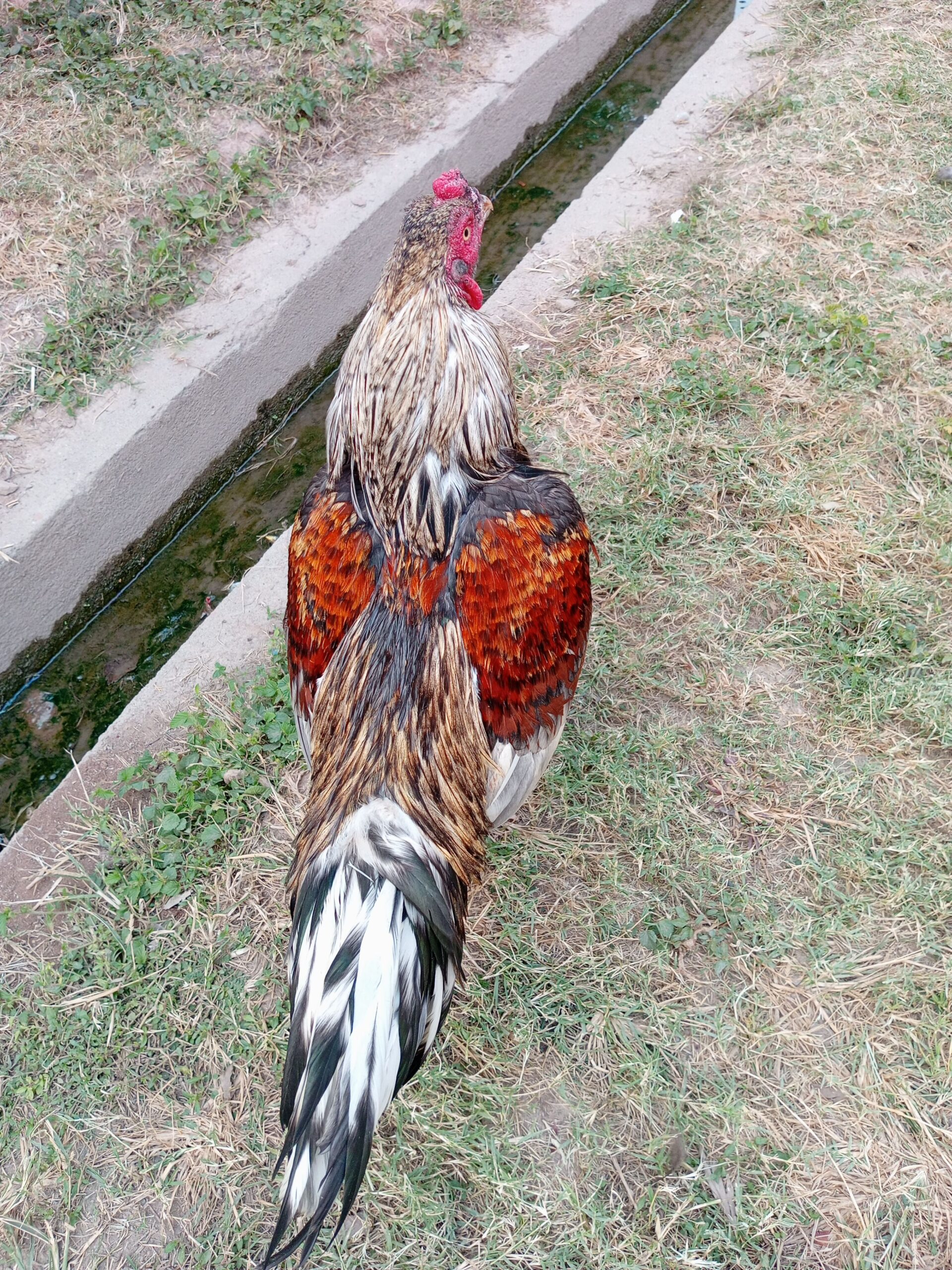 Mianwali Aseel for sale