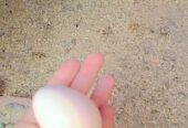 Aseel hen egg laying 3 eggs collect