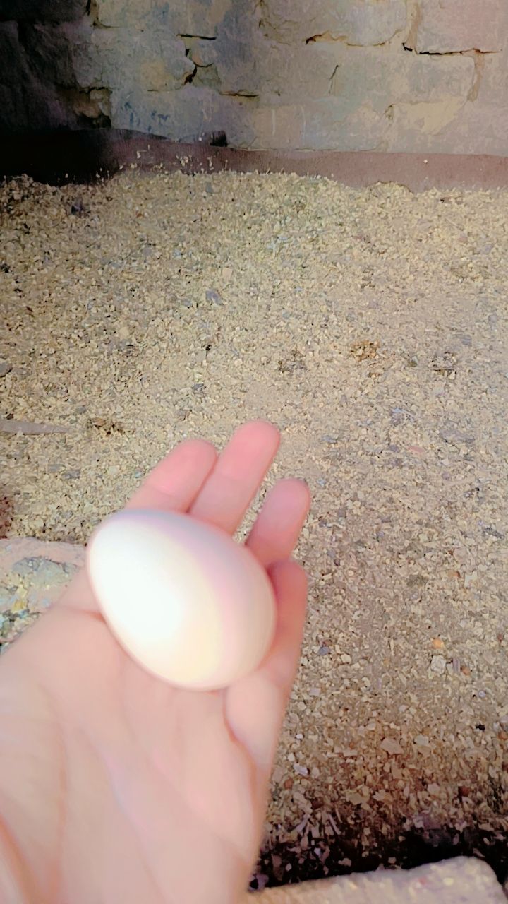 Aseel hen egg laying 3 eggs collect
