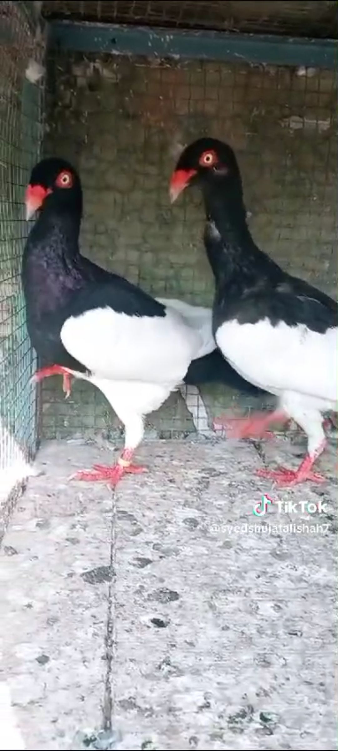 Pigeon Danish pairs breeder Available