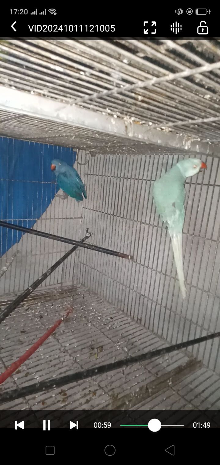 MashAllah yellow ringneck male or female white ringneck pair