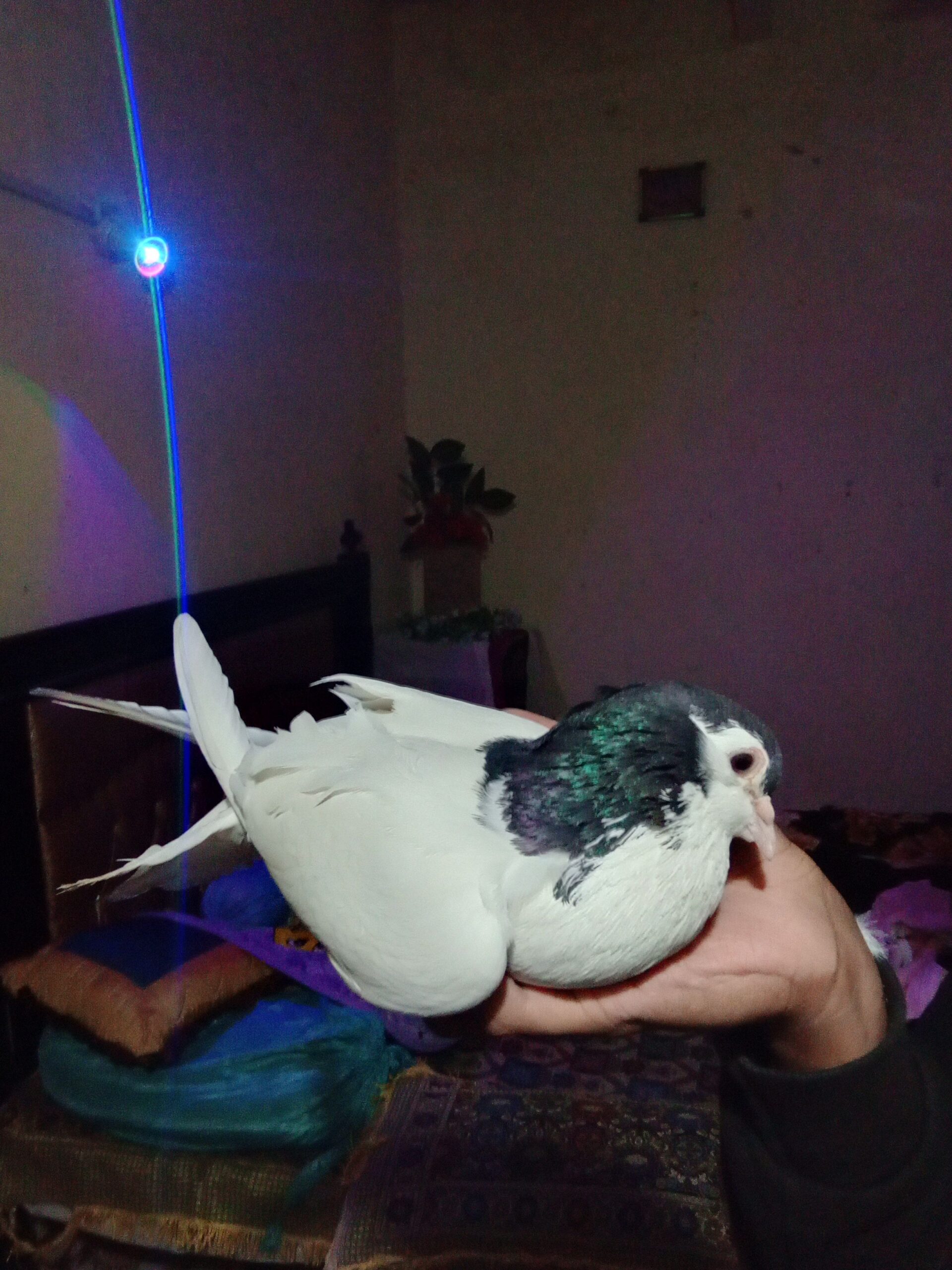 Multani sherazi breeder pair