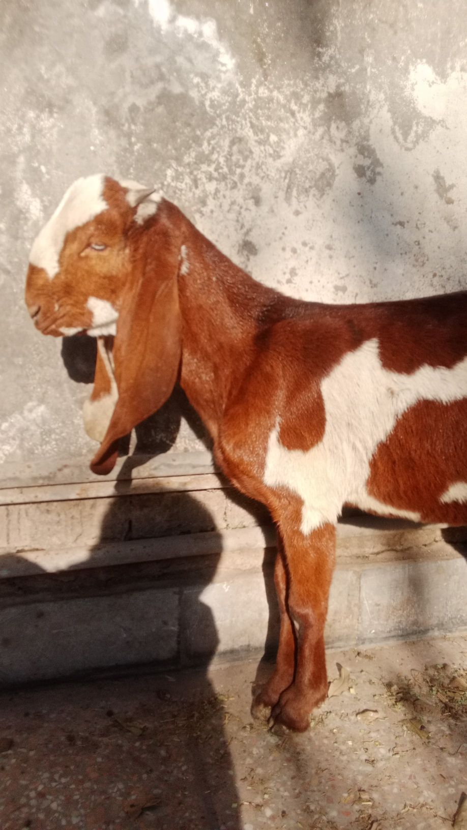 Pure Desi Nagra Bakra