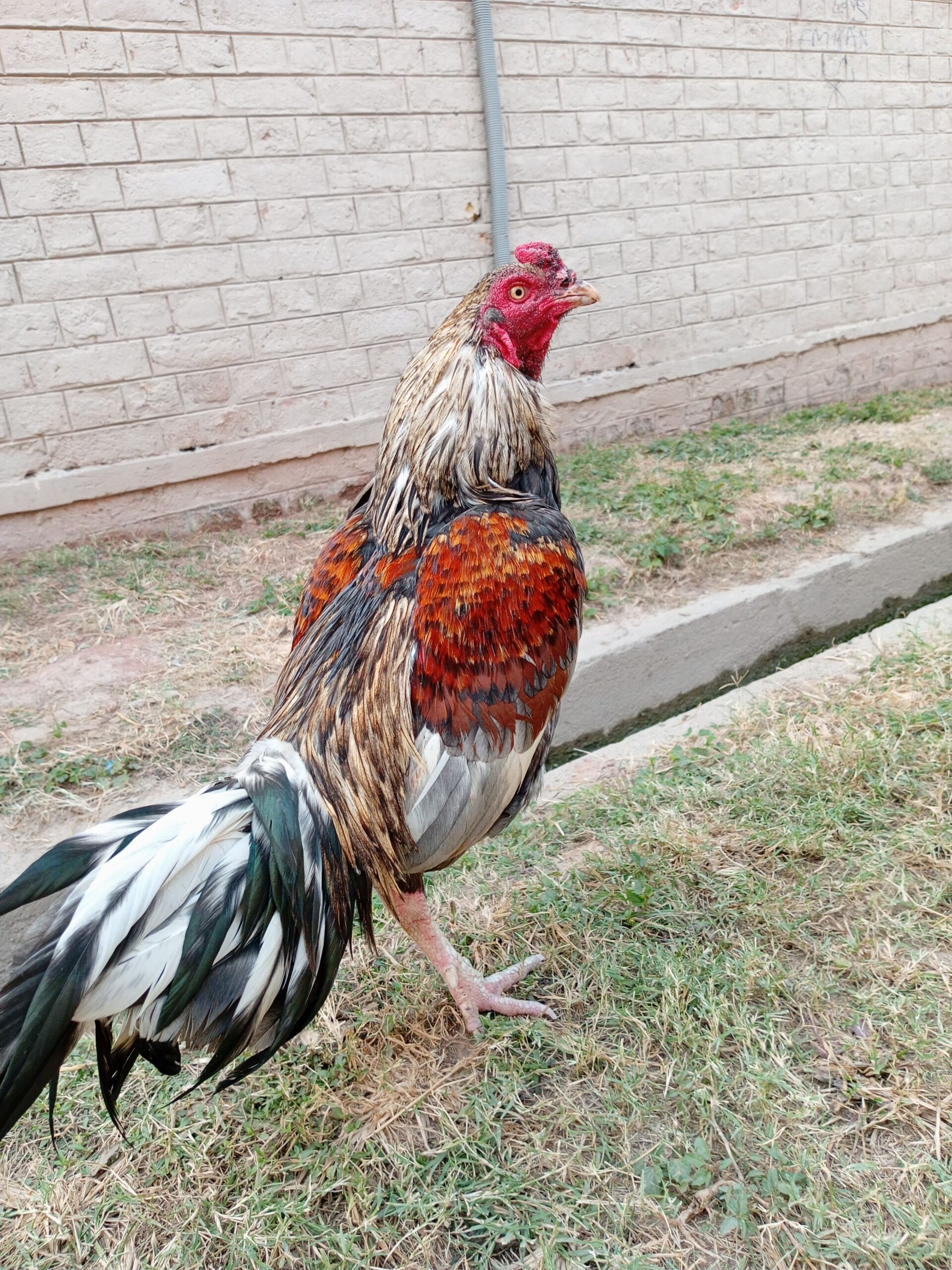 Mianwali Aseel for sale
