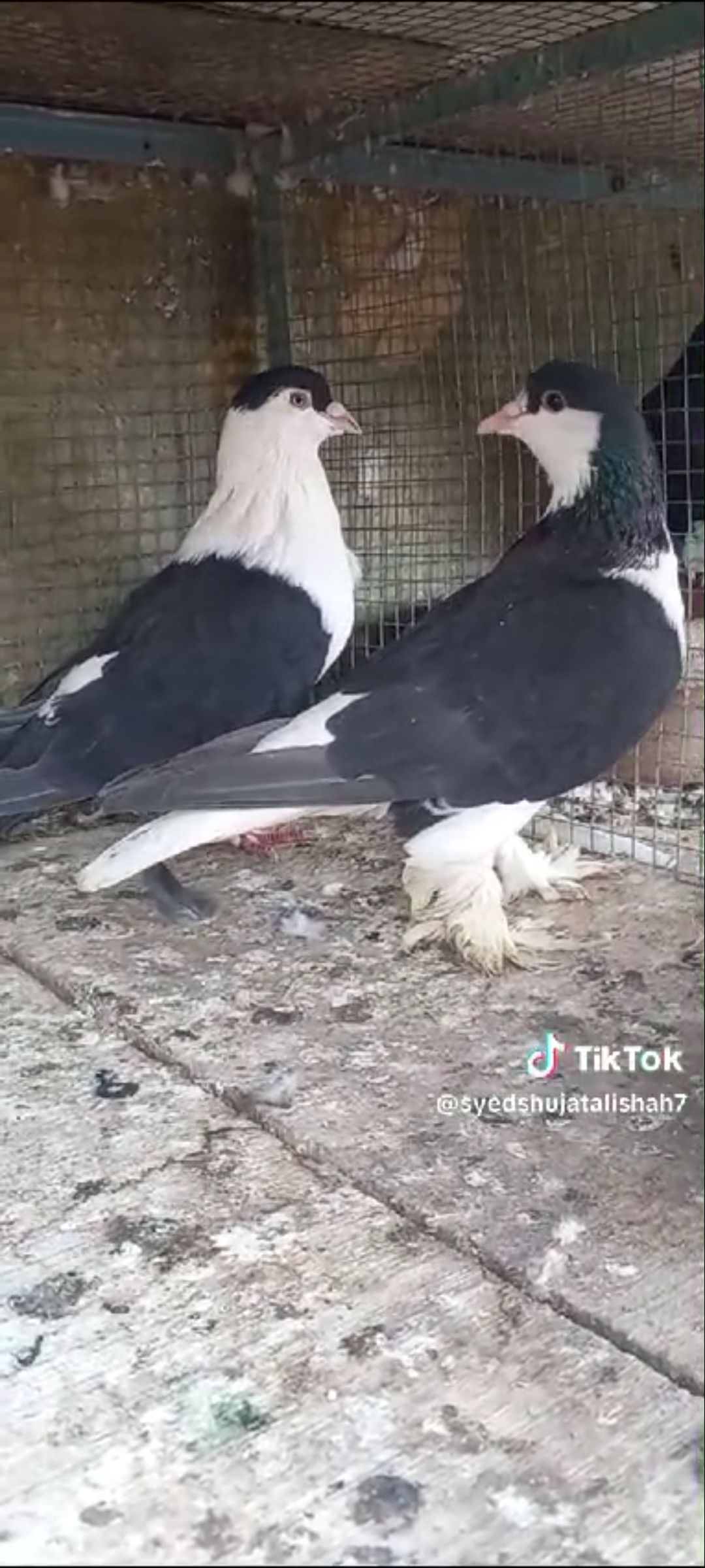 Pigeon sherazi breeder pairs