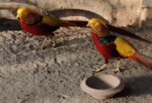 Red golden pheasant