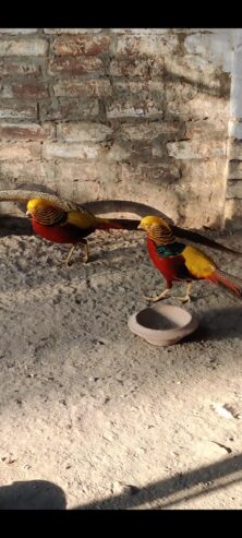 Red golden pheasant