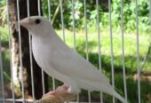 Gouldian finches