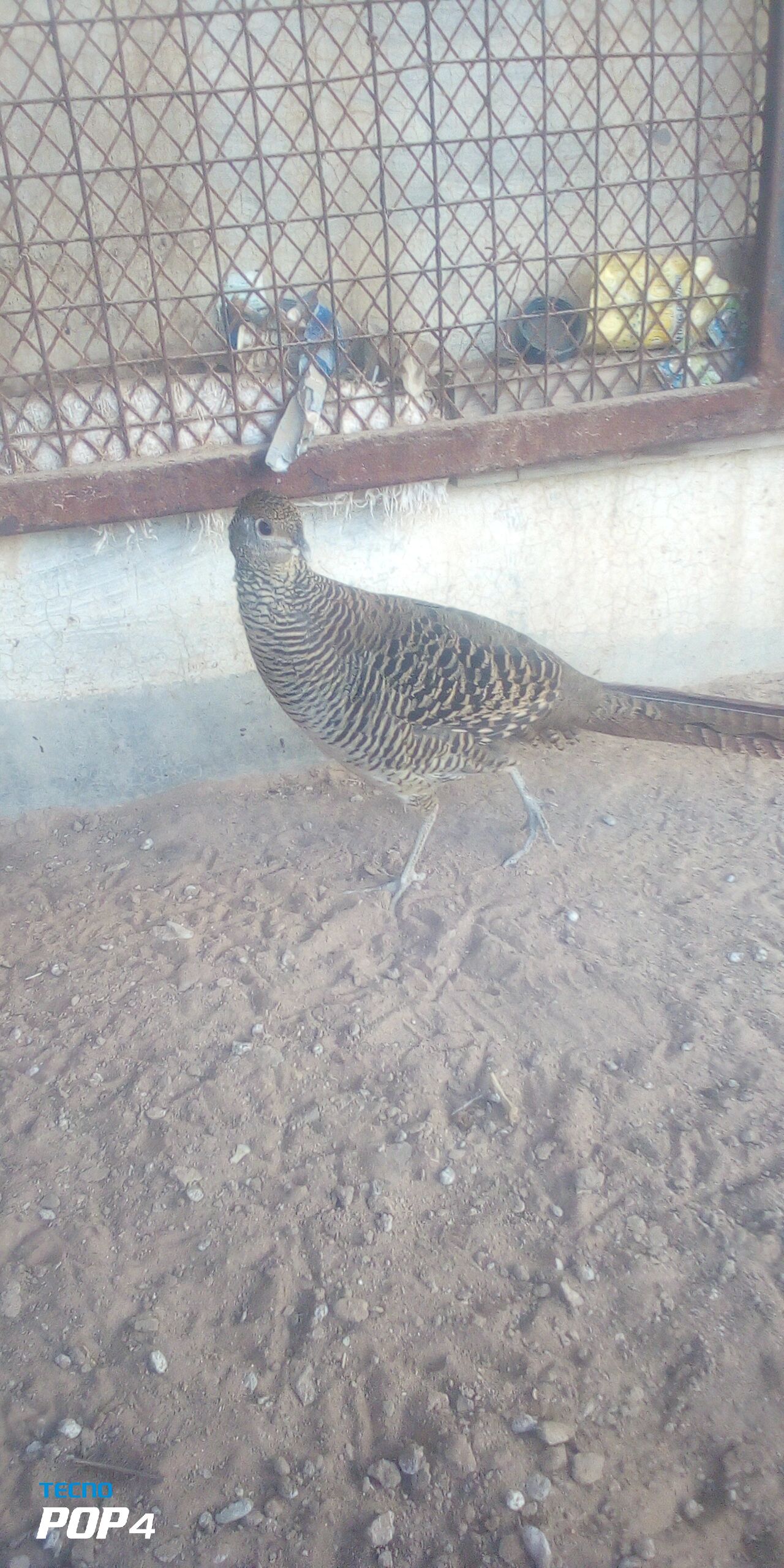 Lady Amherst female
