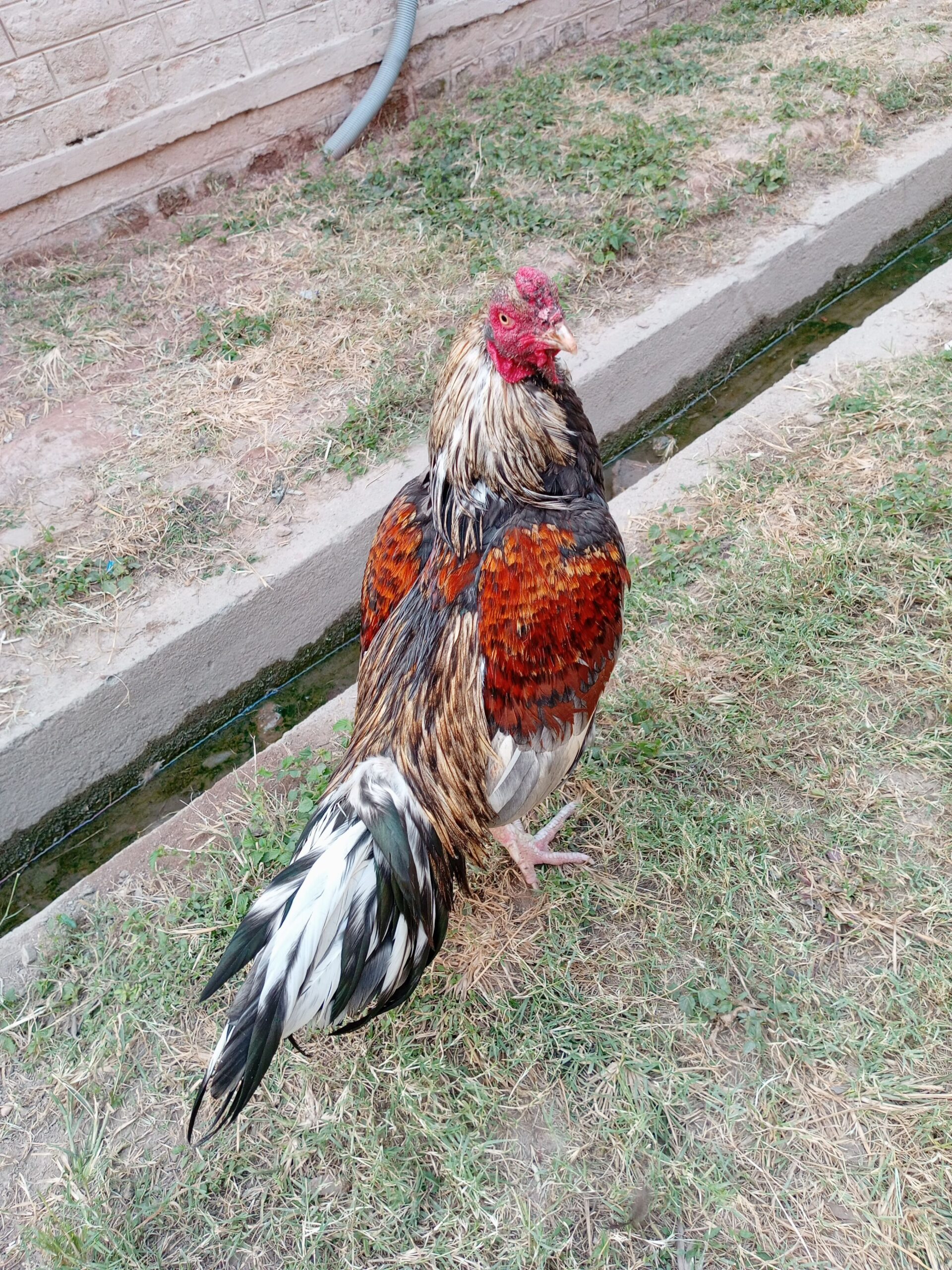 Mianwali Aseel for sale