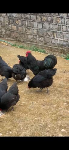 Allhamduillah Black Austrlope Heritage bredar for sal location khanewal cargo available🐣03006787179