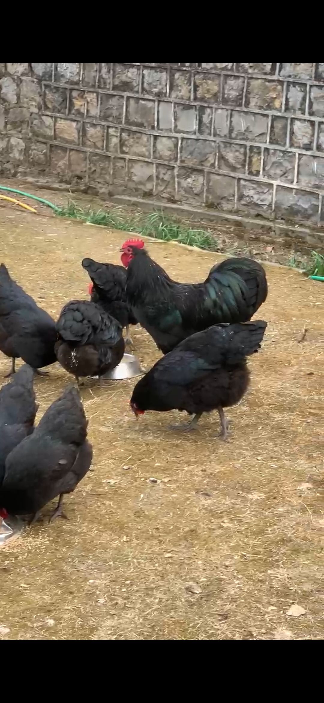 Allhamduillah Black Austrlope Heritage bredar for sal location khanewal cargo availableš£03006787179