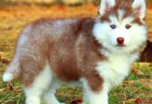 Husky puppies