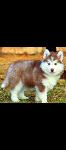 Husky puppies