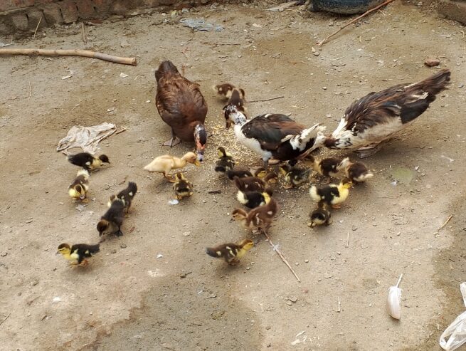 Ducks for sale