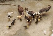 Ducks for sale