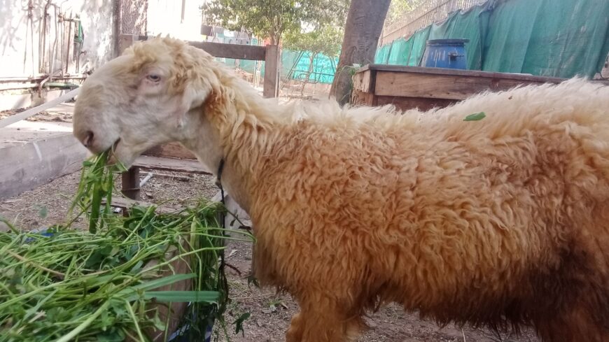 Pure Desi Nagra Bakra