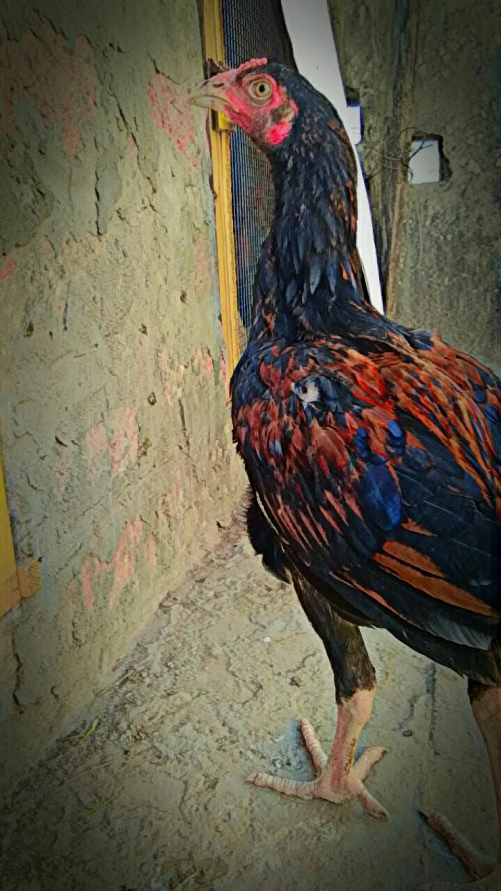 Pure-Mianwali-aseel
