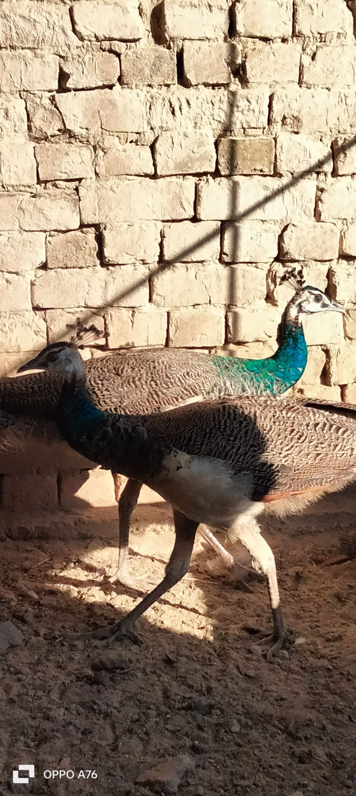 Peacock for sale